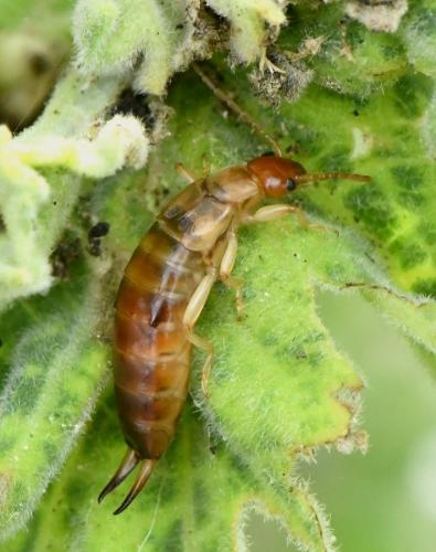 Forficula sp.